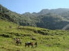 rando ane pyrenees ayes